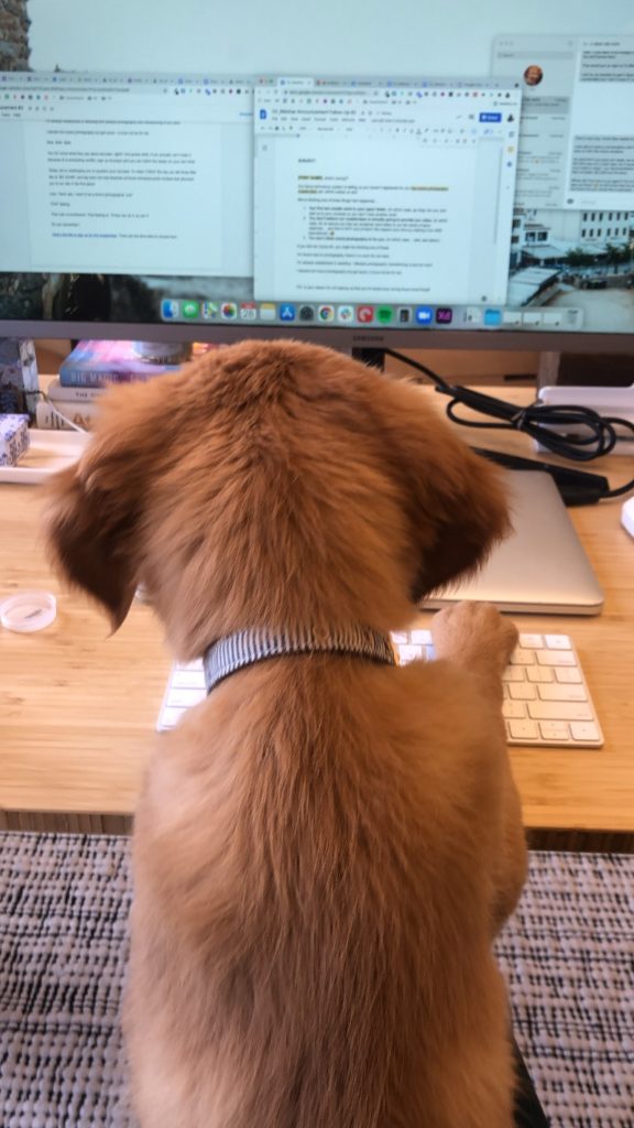 Moose Schock Puppy at Work